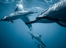 博鱼的浪潮：把娱乐变成日常的温度